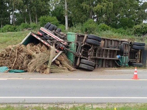 Un camión que se dirigía hacia Maldonado volcó al chocar con animales