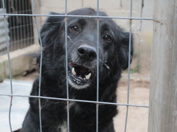Protectora de Animales de Maldonado cerrará tras décadas de funcionamiento