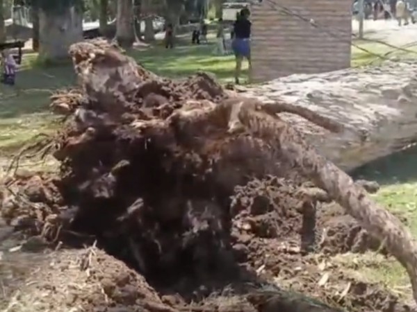 Cayó un árbol en el...