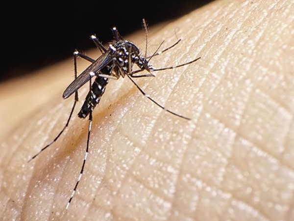 dengue, Aedes  aegypti, Uruguay, Maldonado