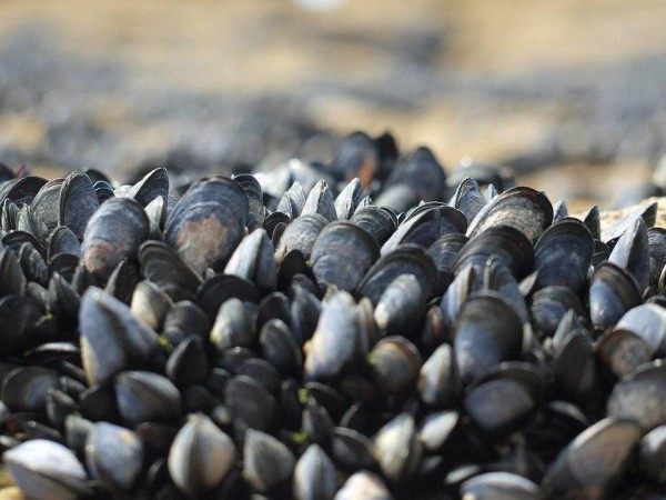 DINARA estableció veda sobre mejillones por marea roja