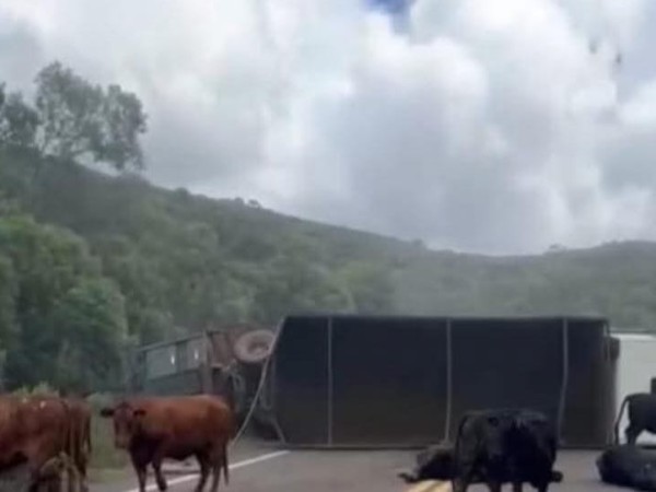 Un camión con 34 vacunos volcó en Rivera
