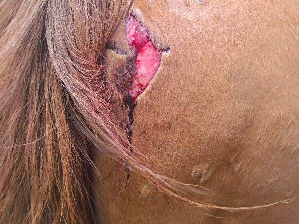 Denuncian que ingresan a robar y lastimar caballos al Centro de Equinoterapia Maldonado