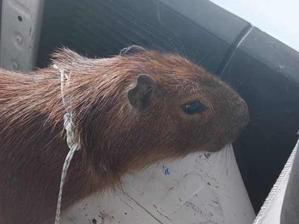 Un carpincho suelto en Punta del Este fue rescatado por Socobomia