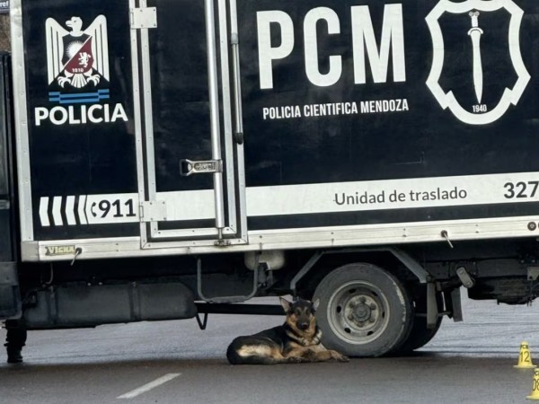 Un hombre murió atropellado el día de su cumpleaños; mirá el emotivo accionar de su perro
