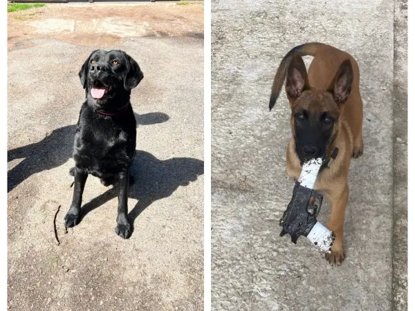 perros, policia, drogas