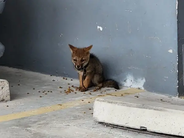 Rescataron en un est...