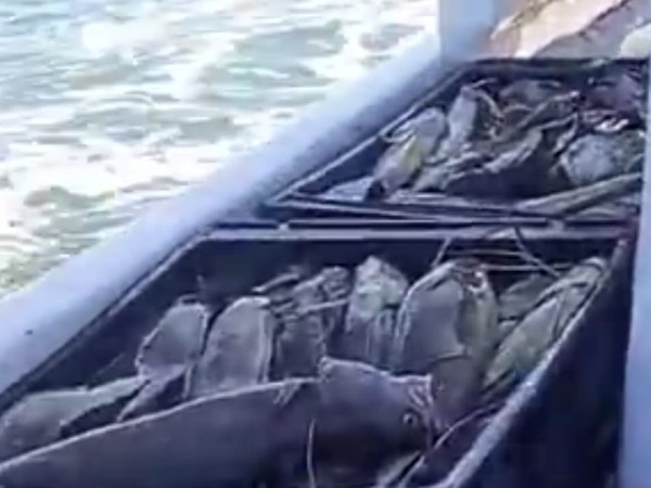 Sin brótola en Punta...