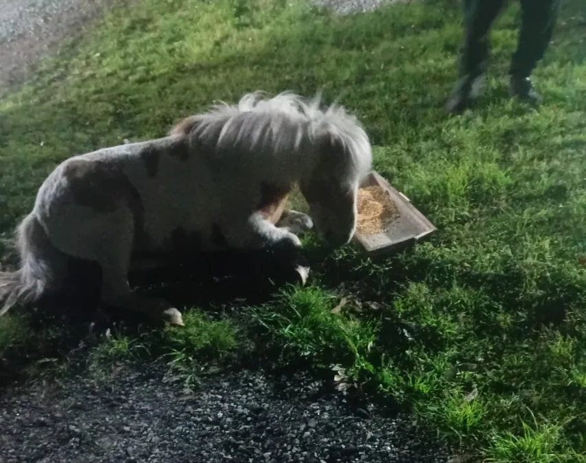 Poni baleado será op...