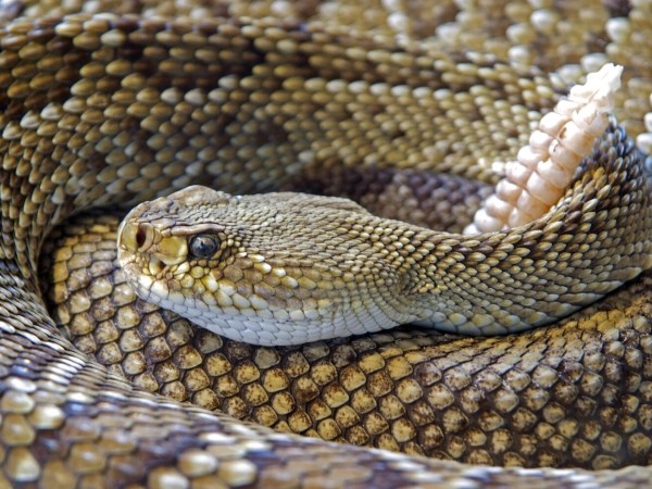 Serpientes: Alternatus explica cuántas especies hay, qué hacer para evitarlas y cómo proceder en caso de encontrarse con un ejemplar
