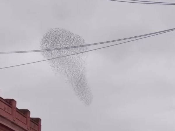 El espectáculo que b...