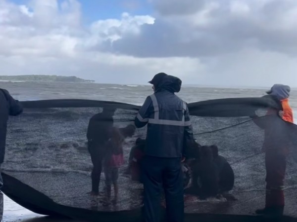 Realizarán eutanasia...