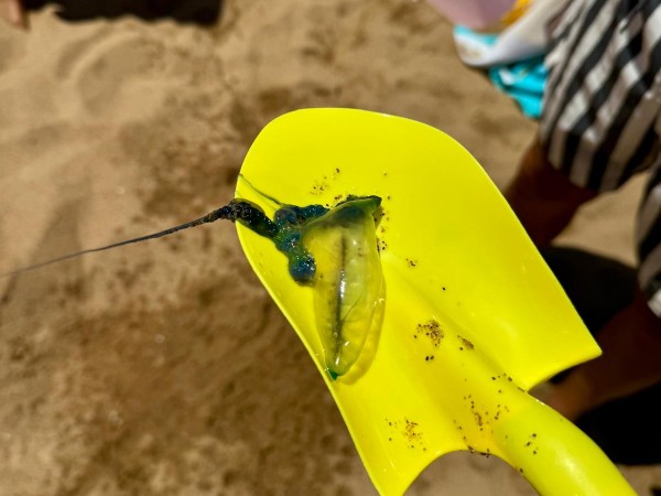 Apareció una fragata...