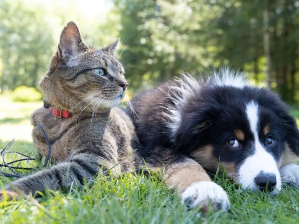 Alerta en San Carlos por desaparición de gatos y perros; ediles del Frente Amplio piden intervención de autoridades y más patrullaje