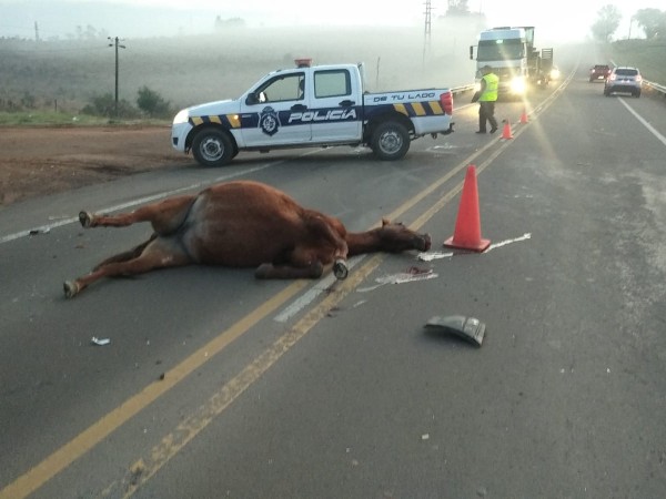 Un caballo suelto ocasionó siniestro de tránsito en la Ruta 5; su conductor resultó lesionado