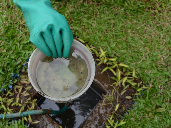 descacharrización, dengue, maldonado,