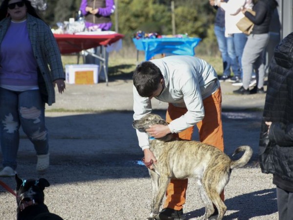 Adopciones de perros: precontratos, visitas familiares y firma final del contrato de adopción