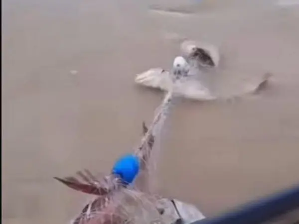 Denuncian ante Dinar...