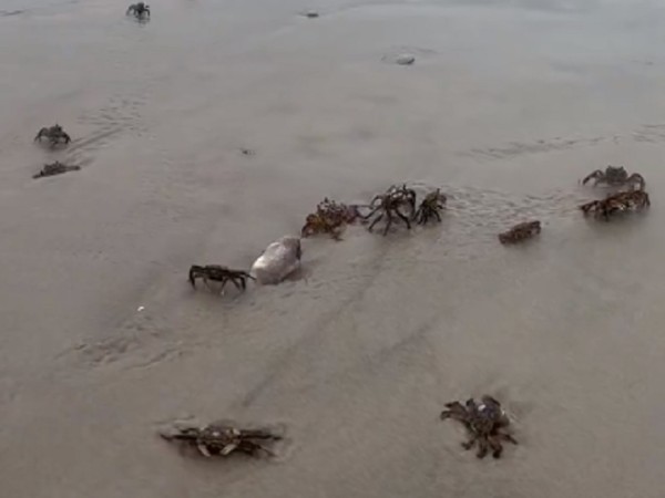 "Raro": aparecen peces muertos, cangrejos moviéndose cerca del agua y pequeños tiburones "atontados"