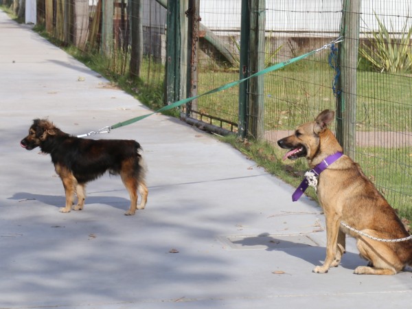 Socobioma firmó convenio con el Instituto Nacional de Bienestar Animal para castrar 3000 perros y gatos