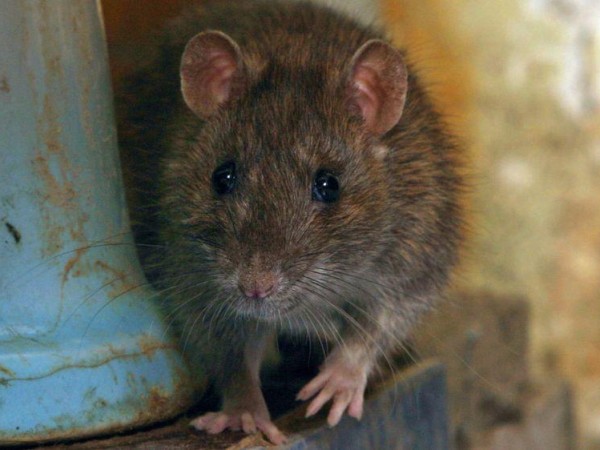 Vecinos de Granja Cuñetti denuncian presencia masiva de roedores en el barrio