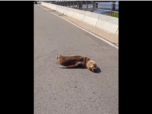 El lobo marino herido en pleno Puente Garzón fue rescatado por un vecino y por Rescate Fauna Marina