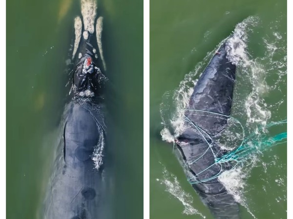 Punta del Este: avistaron una ballena franca austral enredada en redes de pesca