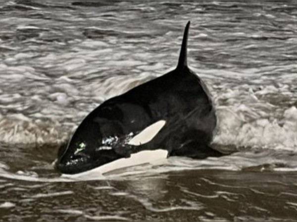 Apareció una orca en...