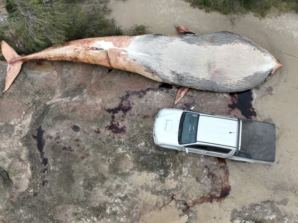 Hallaron una ballena de 15 metros de largo en Colonia