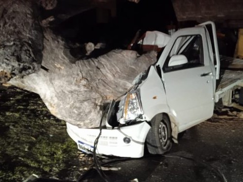 camioneta, arbol, de gran porte, la destrozo,