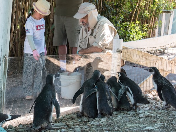 Liberaron pingüinos en Punta Colorada y tras meses de cuidado una niña les escribió una carta: “Regresen a casa. Los vamos a extrañar”