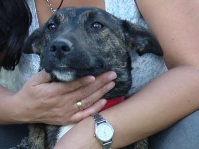 En abril continúan las castraciones caninas en distintas localidades de Maldonado