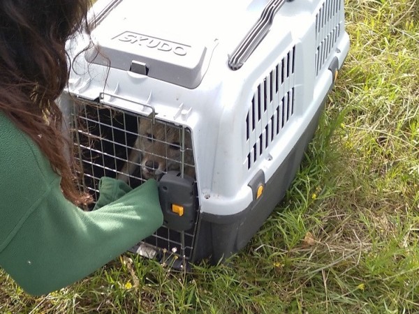 Liberaron a un zorro que había sido criado como un perro por una familia