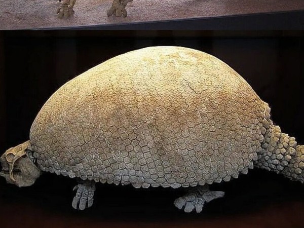 San Carlos: un vecino descubrió restos de un fósil gliptodonte