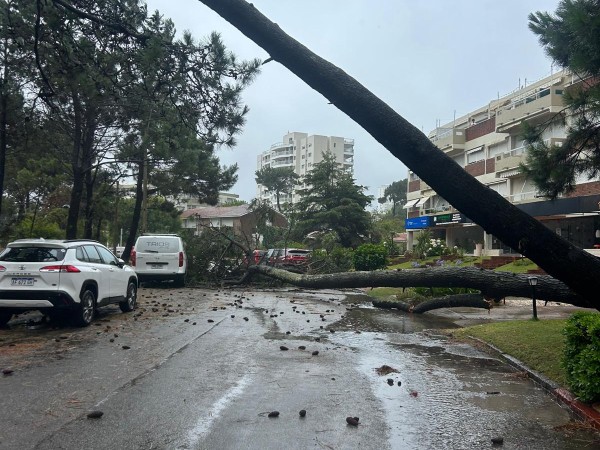 Director de Aseo Urb...