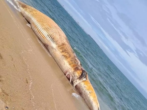 Una ballena muerta fue arrastrada a la costa en Piedras del Chileno