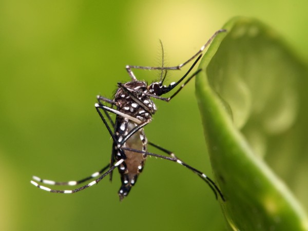 MSP confirmó cinco casos de dengue importados en Maldonado