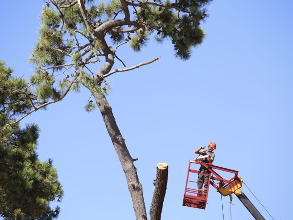 El Placer: iniciaron...