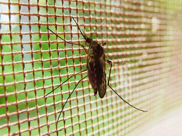 Con 39 casos Maldonado es el segundo con más dengue "importado"