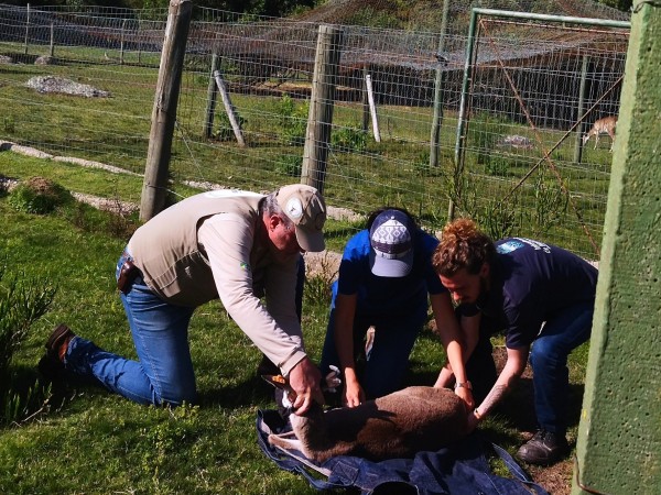 Proyecto venado de campo: culminó la inseminación de hembras para mejorar variabilidad genética