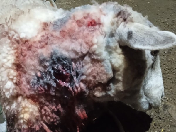 Dueña de refugio desmiente el ataque hacia ovejas por parte de sus perros
