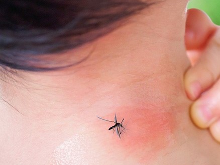 Maldonado tiene 34 casos de dengue; 32 importados y 2 autóctonos