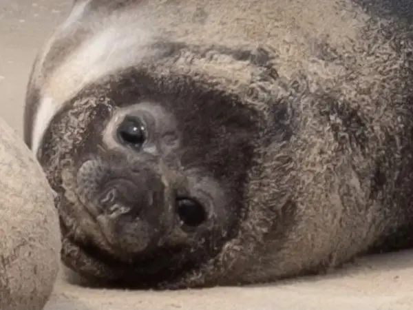 Proponen crear un mo...