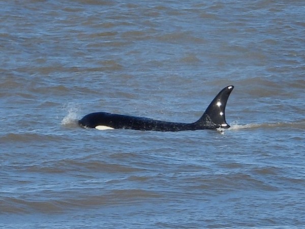 A metros de la orilla: ¿por qué aparecieron orcas en Punta del Este?