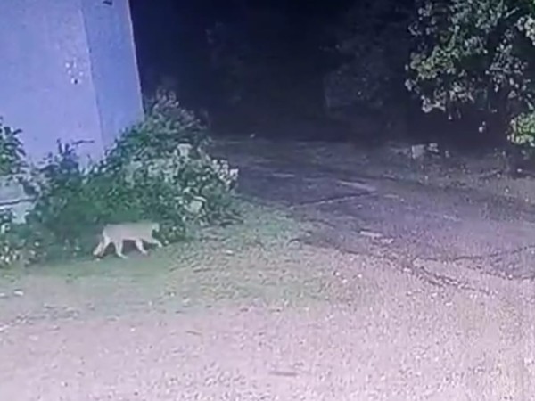 Intensa búsqueda de un puma que se fugó de la estación de fauna de Pan de Azúcar