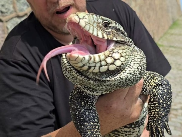 Alternatus rescató un lagarto "imponente" en Piriápolis