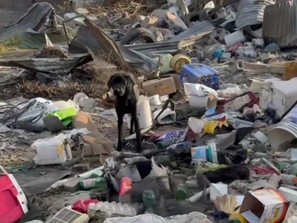 Voluntariado ofrece ayuda a animales en situación crítica en barrio Kennedy y solicita colaboración