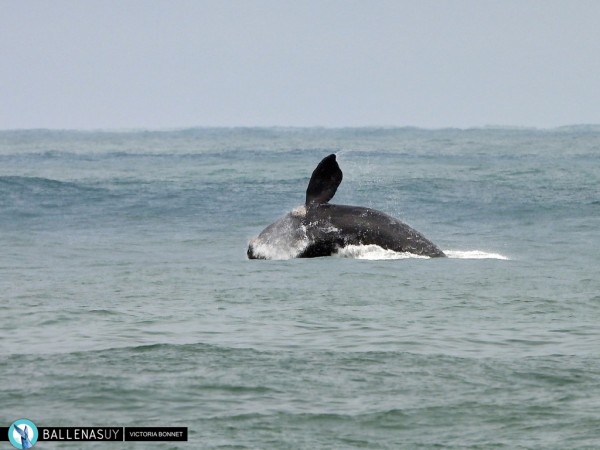 Este año avistaron 866 ballenas por las costas de Maldonado y Rocha