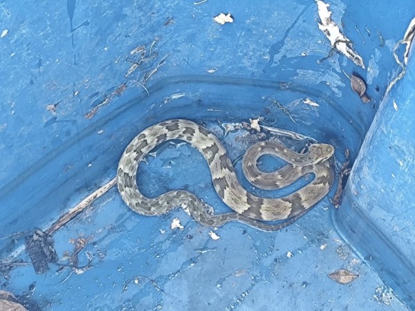 Andrés Rapetti encon...