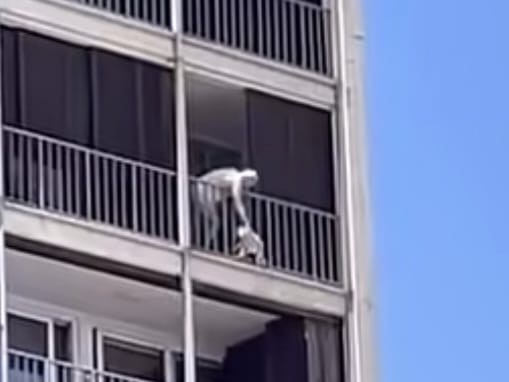 Mascota fue salvada...